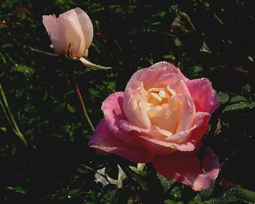 Expert Recommendations: Best Roses To Grow In South Florida - Florida ...